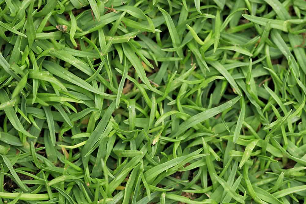 What Does Bermuda Grass Look Like?