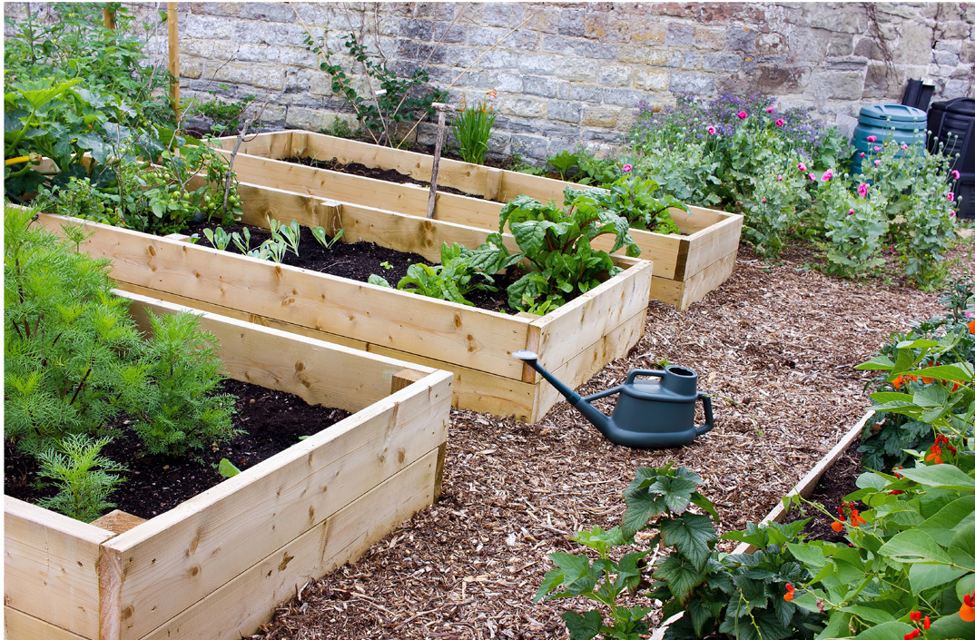 Can You Use Pressure Treated Wood For Raised Garden?