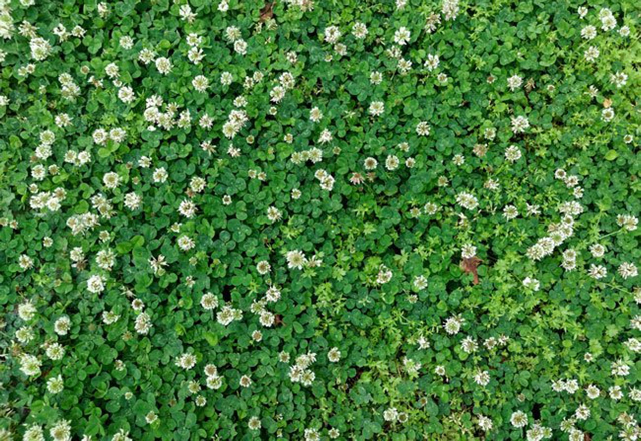 How To Get Rid Of Clover In Lawn?