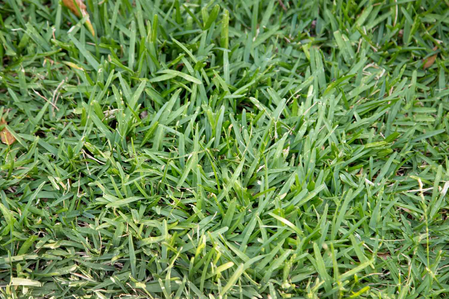 How To Plant Centipede Grass AGreenHand