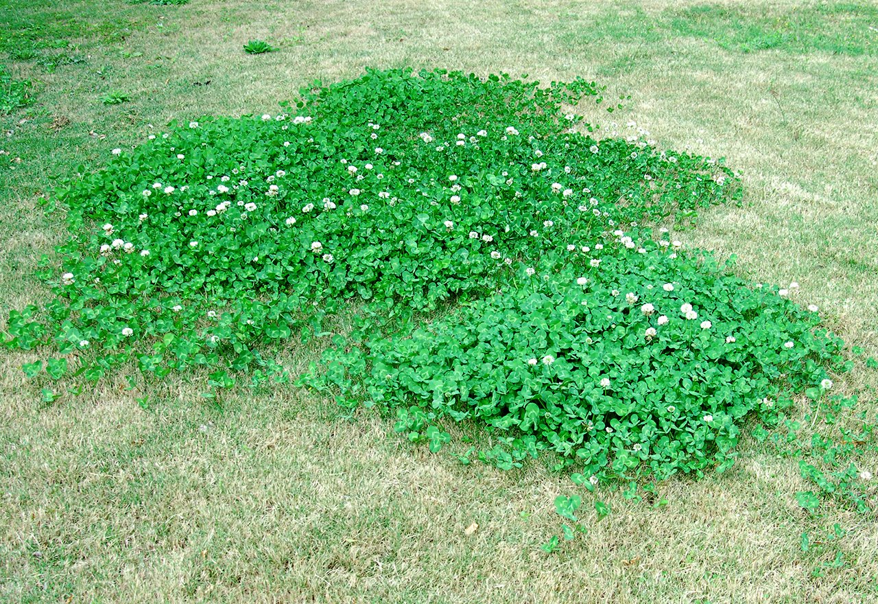 Why Do I Have So Much Clover In My Lawn