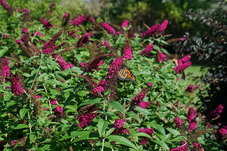 What To Plant Instead Of Butterfly Bush