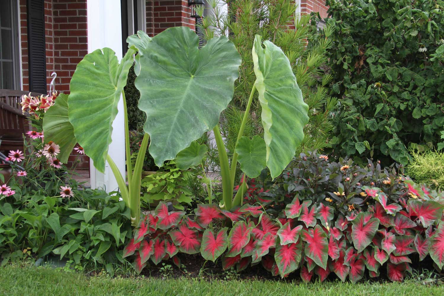 What To Plant With Elephant Ears