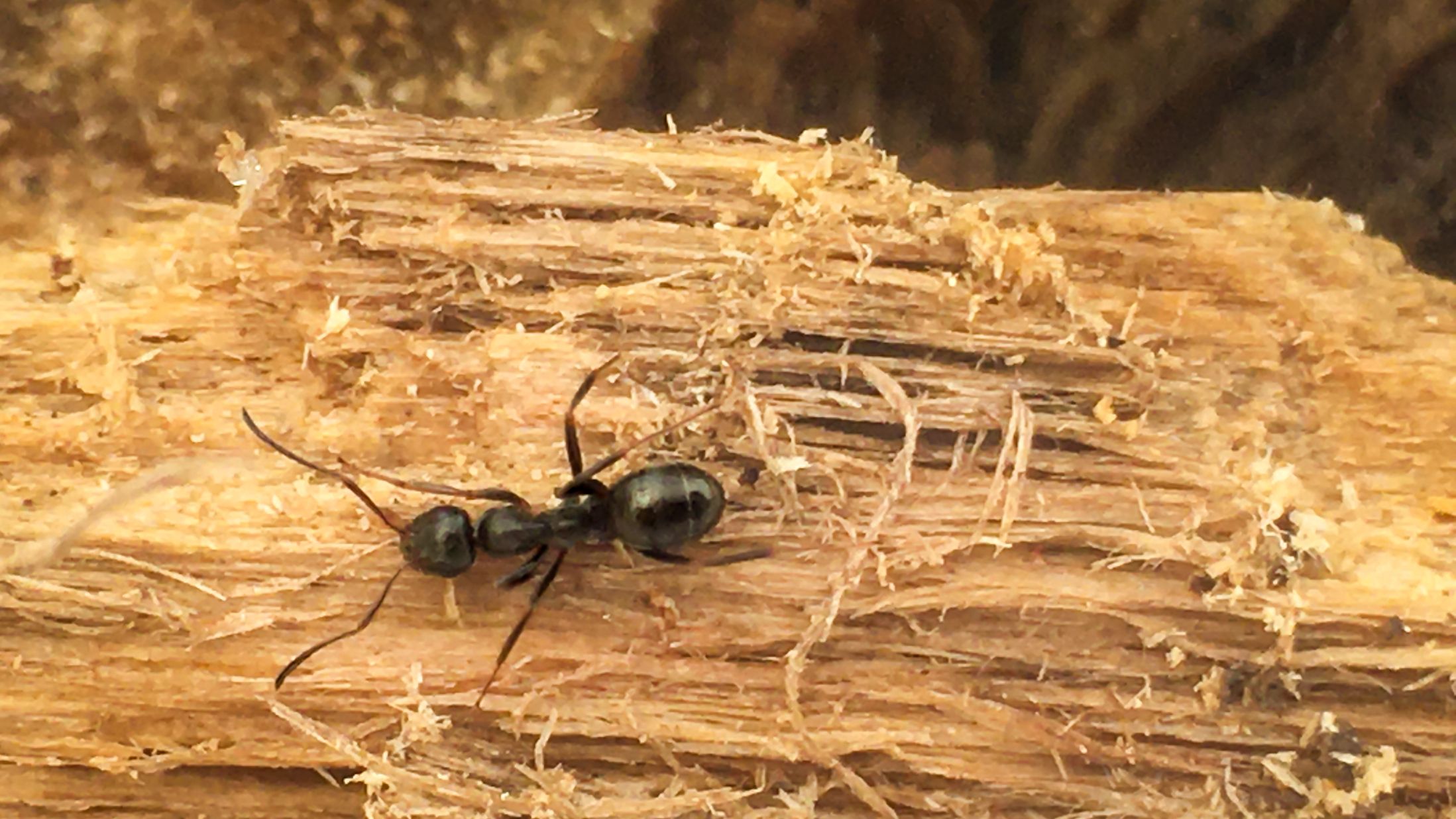How To Get Rid Of Ants in Garden
