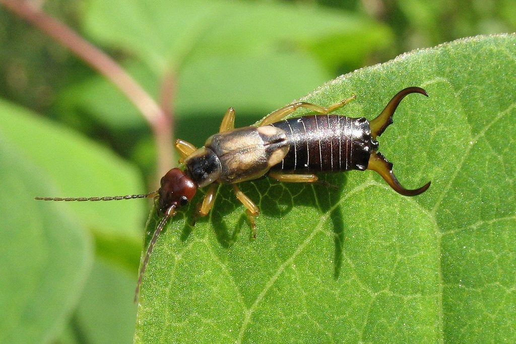 How To Get Rid of Earwigs in The Garden
