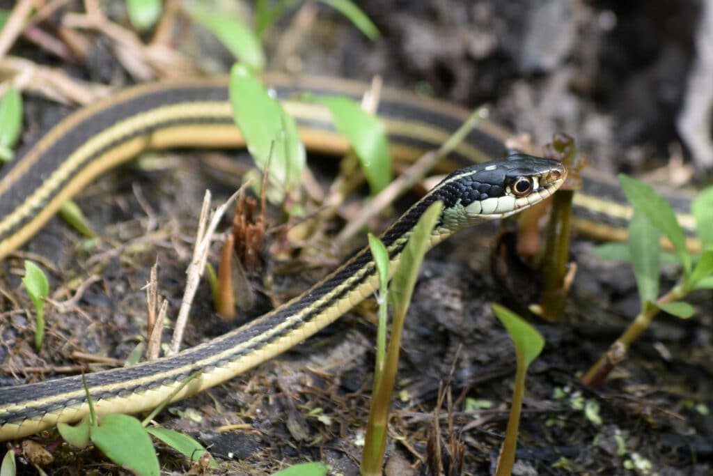 How To Get Rid of Garden (Garter) Snakes