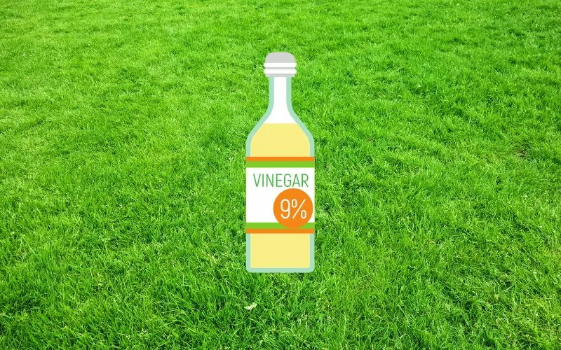 Does Vinegar Kill Grass