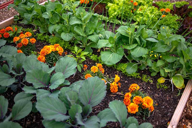 Should I Plant Marigolds In My Vegetable Garden