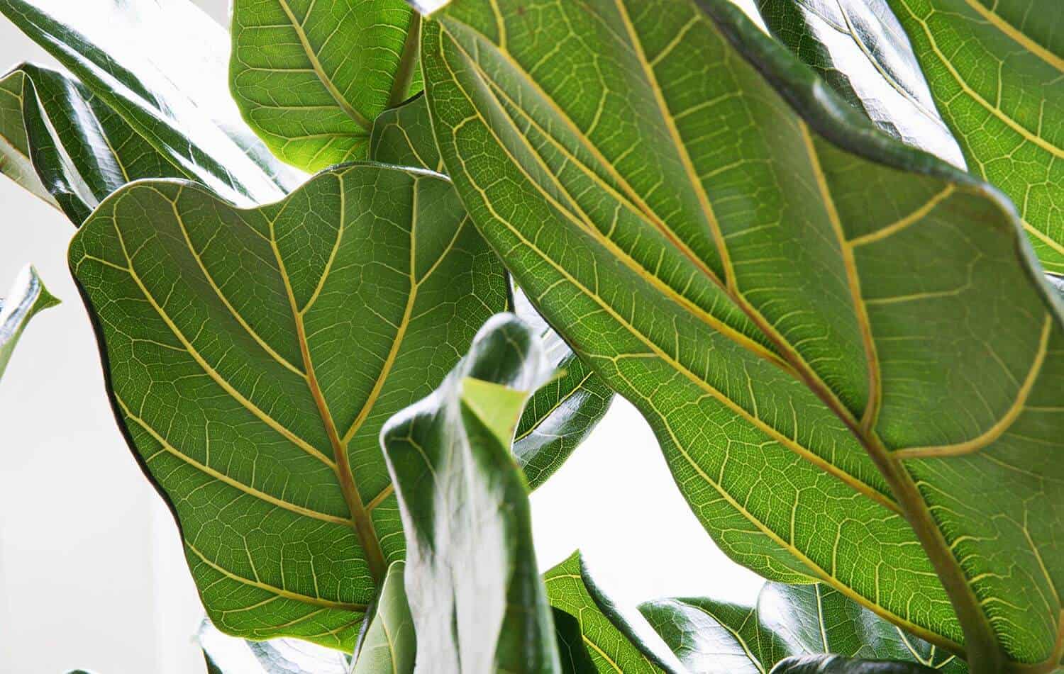 How Often to Water Fiddle Leaf Fig