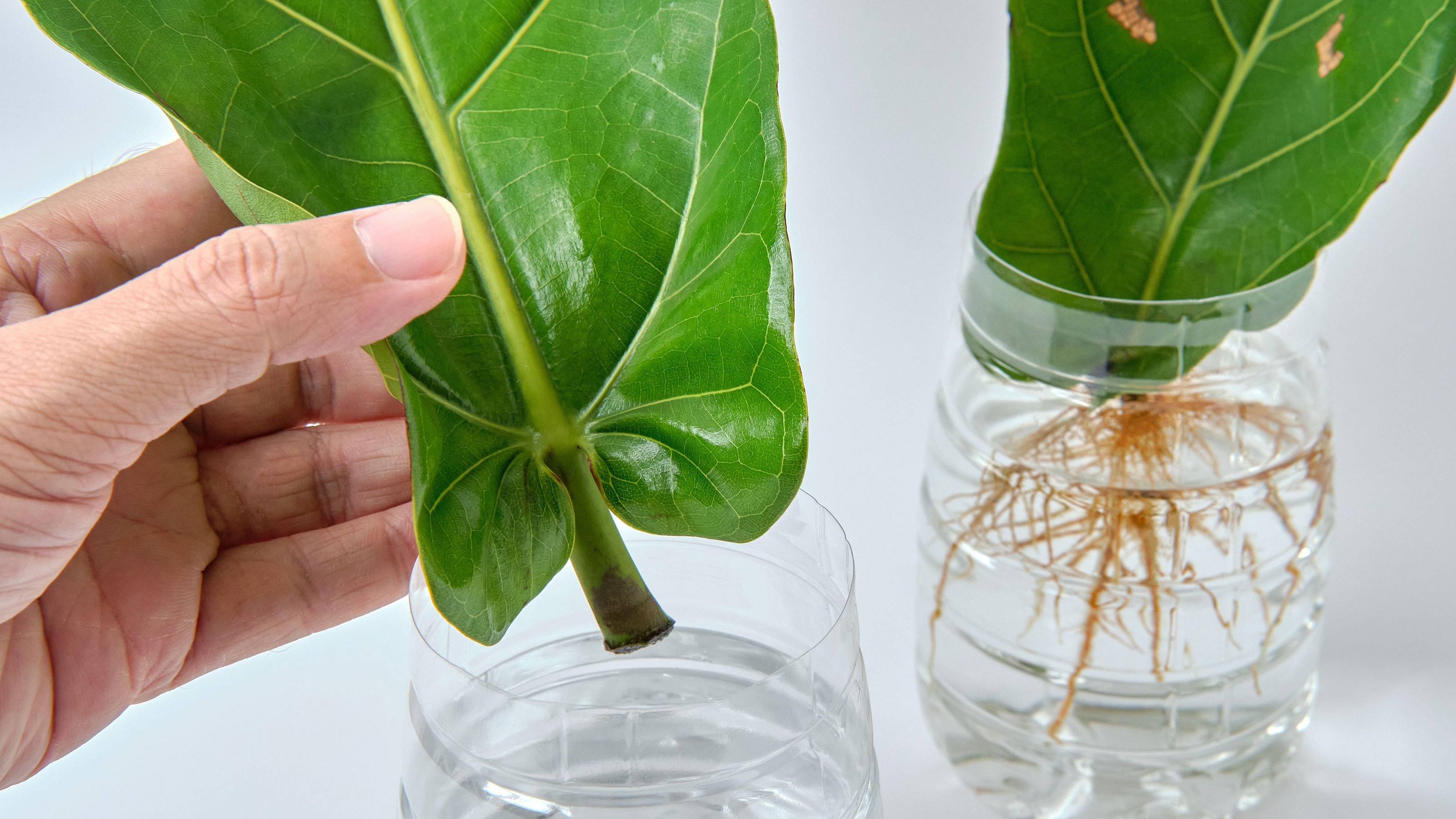 How to Propagate Fiddle-Leaf Figs