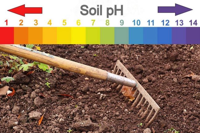 What Is Acidic Soil pH