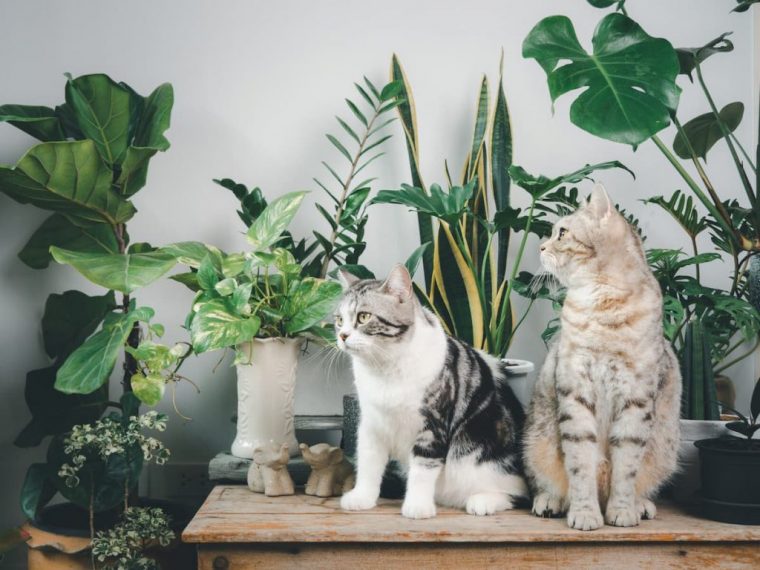 Are Fiddle Leaf Figs Toxic to Cats? AGreenHand