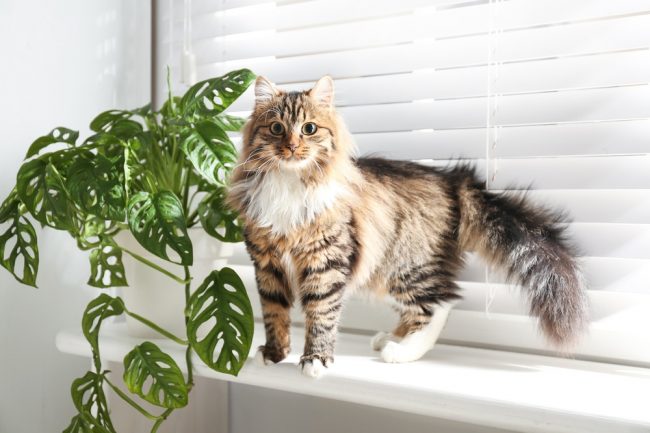 Are Monstera Toxic to Cats