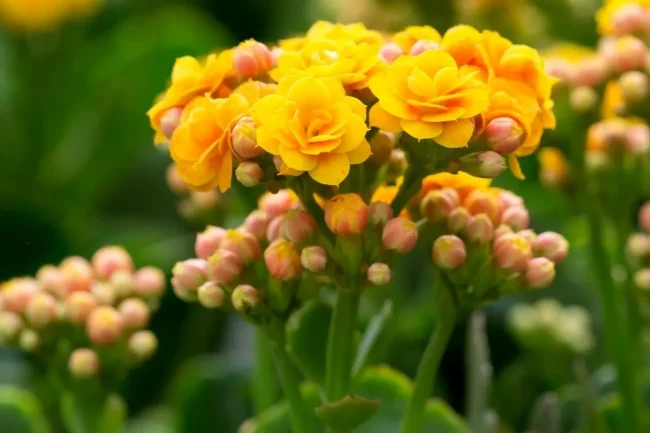 Is Kalanchoe Poisonous to Cats