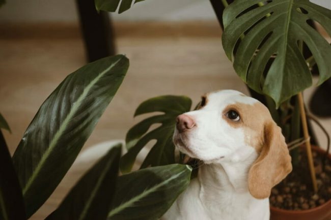 Is Monstera Toxic to Dogs