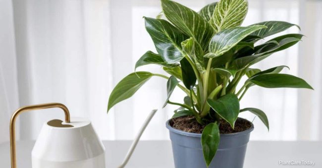How Often To Water Philodendron