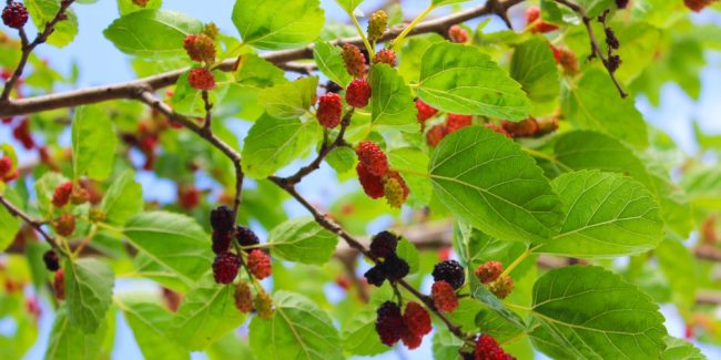 How To Kill a Mulberry Tree