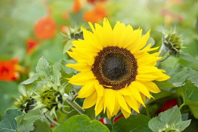 When is The Best Time To Plant Sunflowers