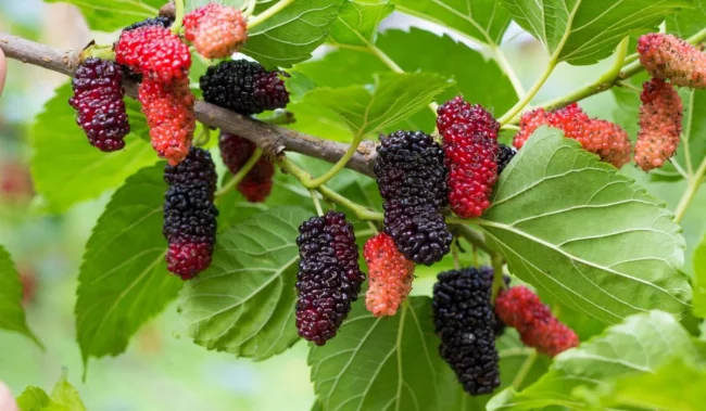 How To Control Mulberry Fruit Trees Growth