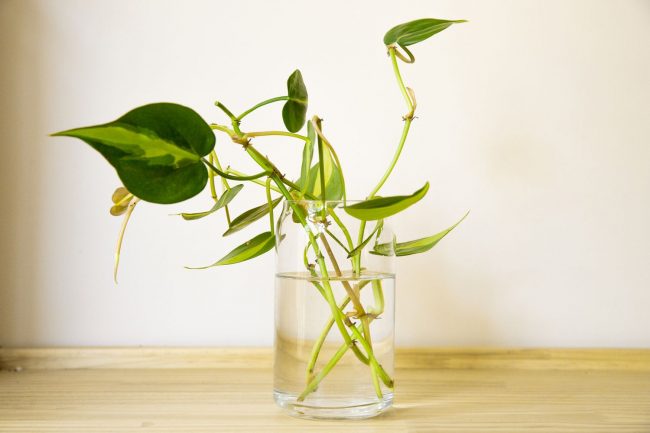 How To Propagate Philodendron