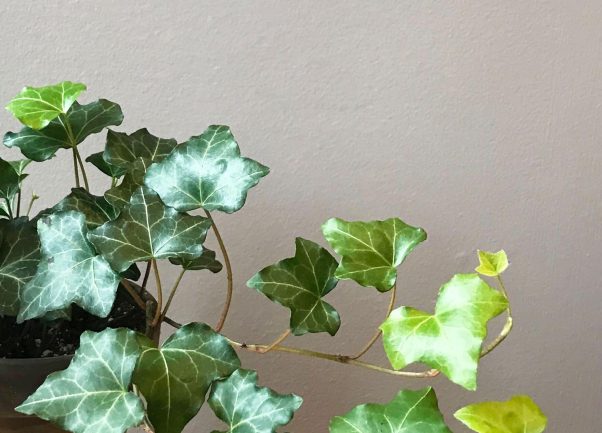 How To Take Care Of An Ivy Plant