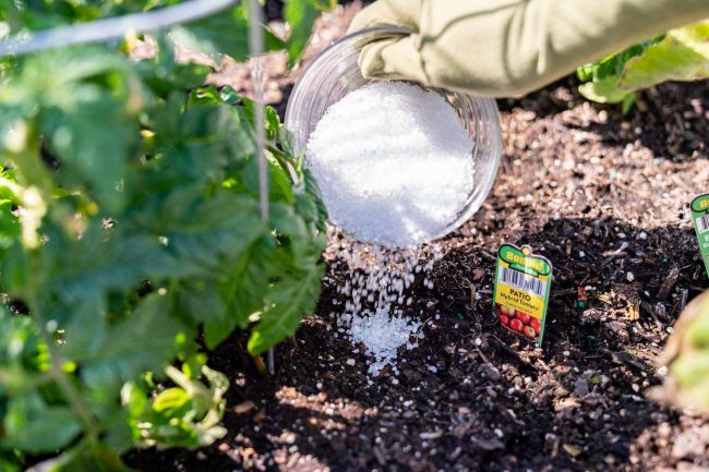 How To Use Epsom Salt on Plants