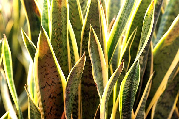 Is Snake Plant Toxic To Dogs