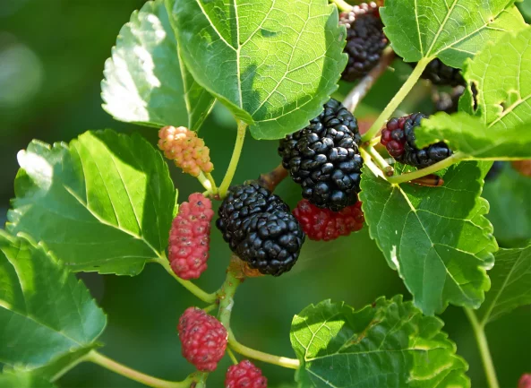 What Does A Mulberry Tree Look Like