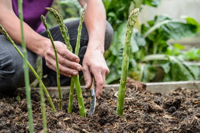 When Do You Plant Asparagus?
