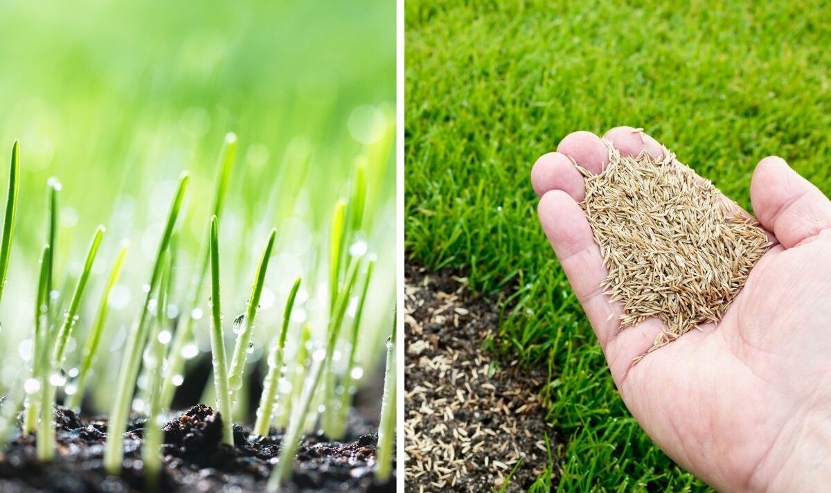 How Long Does It Take Grass Seed To Grow? AGreenHand