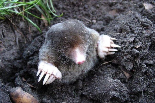 How To Get Rid of Moles in The Garden 2