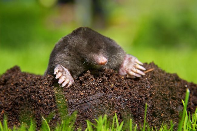 How To Get Rid of Moles in The Garden