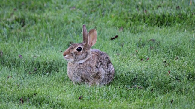 How To Get Rid of Rabbits in Garden 2