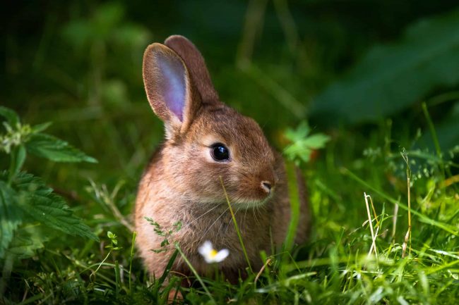 How To Get Rid of Rabbits in Garden