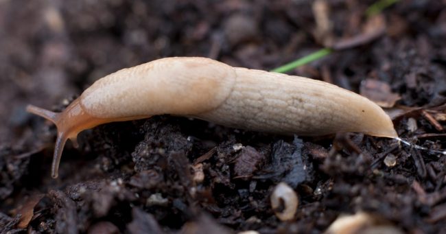 How To Get Rid of Slugs in Garden