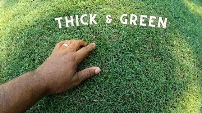 How To Make Bermuda Grass Thicker