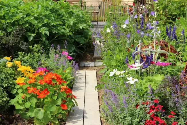 Where To Plant Nasturtiums in Vegetable Garden