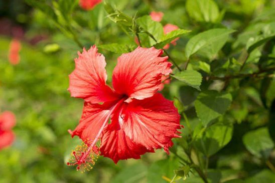 Are Hibiscus Plants Poisonous to Dogs? - AGreenHand