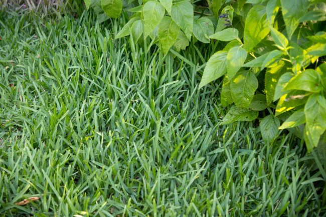 Guide to Fertilize Centipede Grass