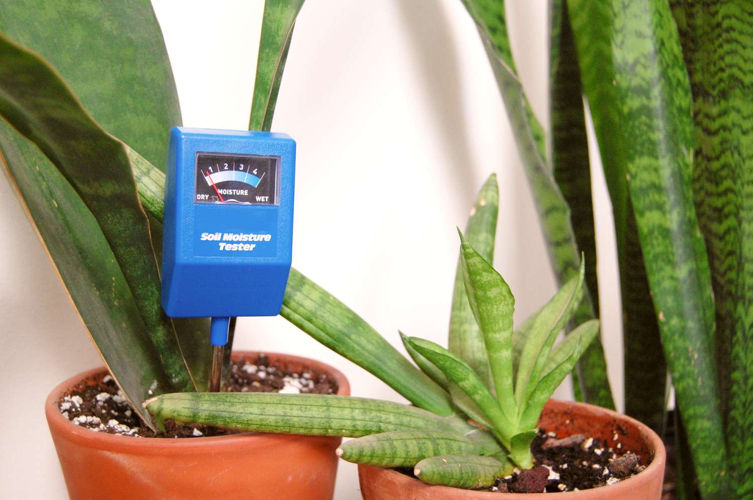 Picture of Snake Plant Care: Ideal Watering Frequency Guide - AGreenHand