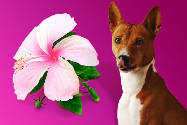 is Hibiscus Plants Poisonous to Dogs