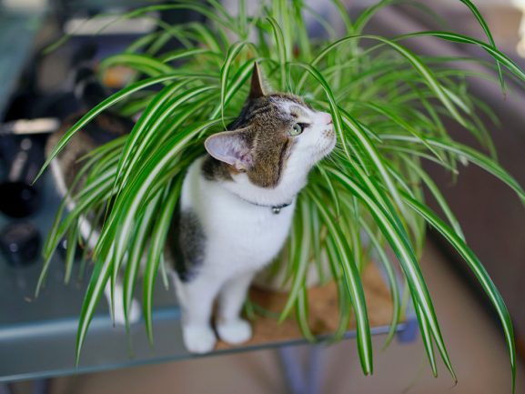 Are Spider Plants Safe For Cats