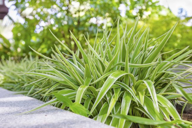 Can Spider Plants Live Outside