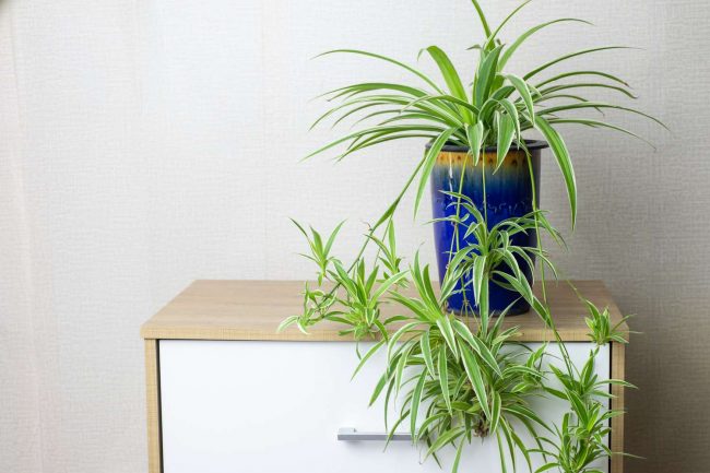 Do I Have To Plant Spider Plant Babies