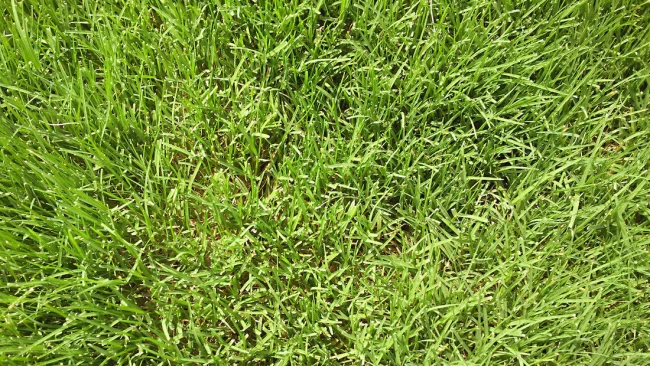 When Should I Weed And Feed My Bermuda Grass