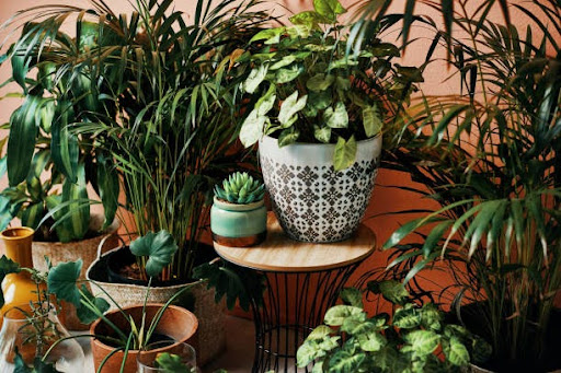 Shot of plants growing in vases at home