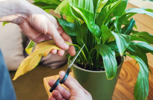 A man takes care of home plants, cuts the leaves close-up.