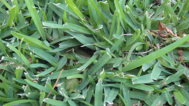 Centipede Grass Grow In Shade