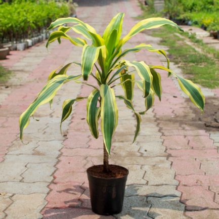 Dracaena