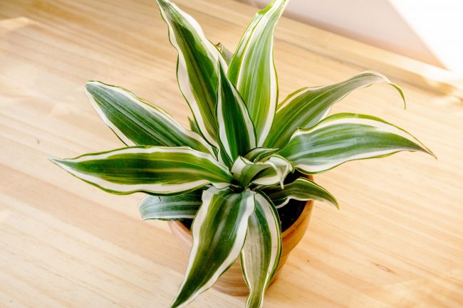 Close-up of Dracaena plant cuttings being propagated in pot